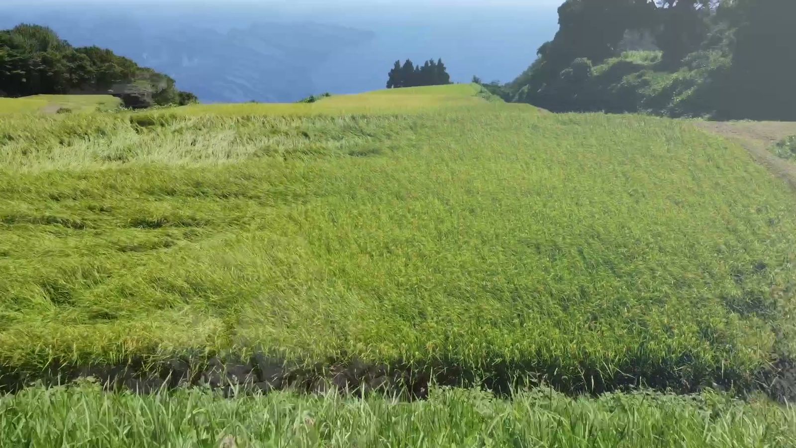 緑の畑と海