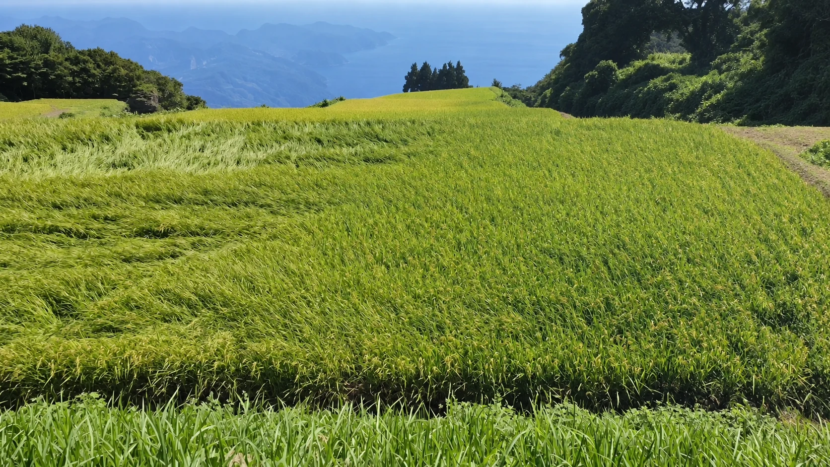 緑の畑と海