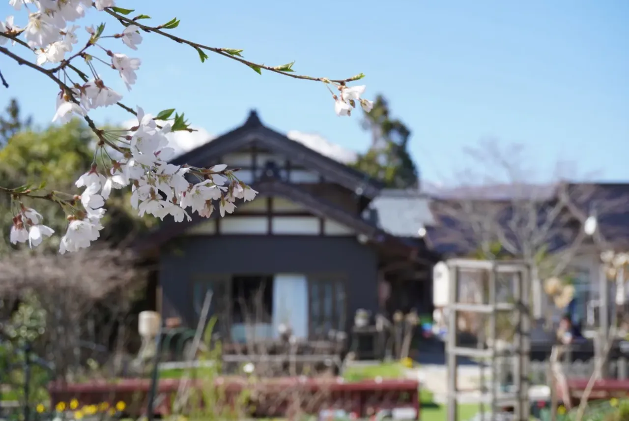道楽亭 桜と古民家