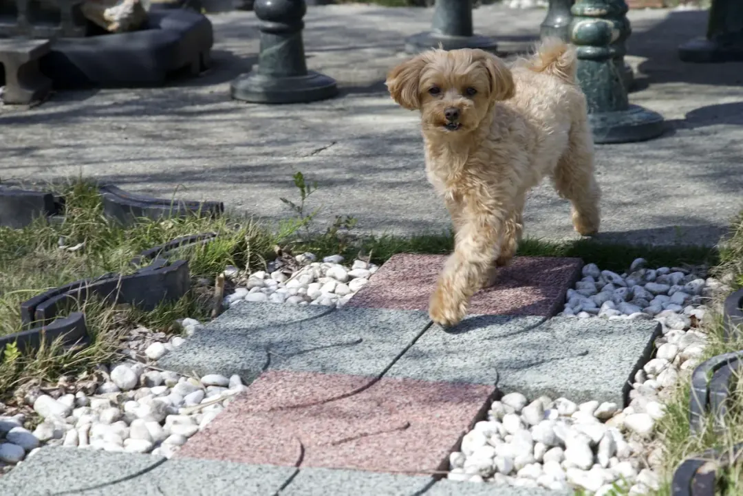 道楽亭 庭を駆ける愛犬