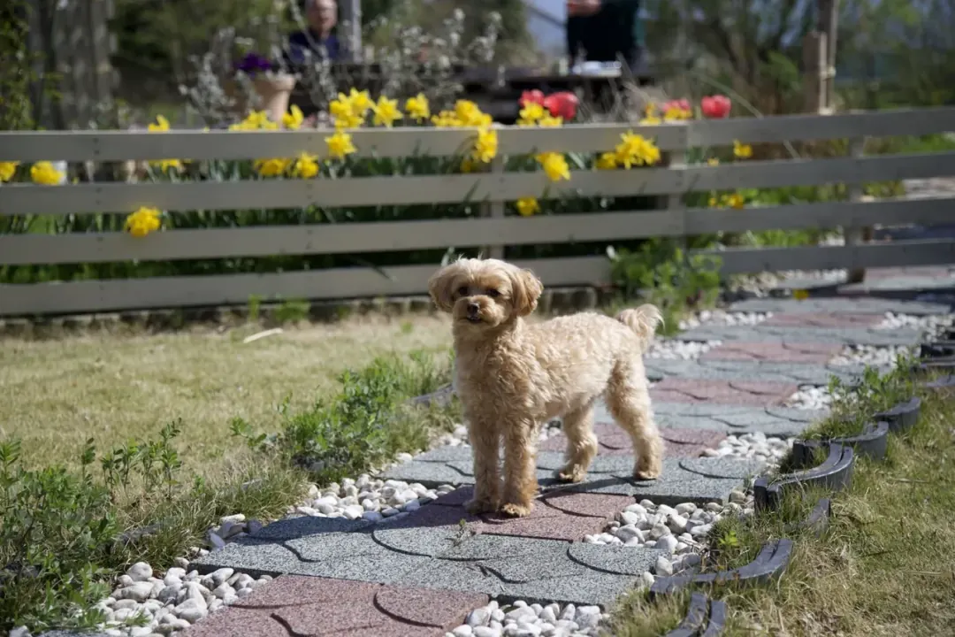 道楽亭 庭にたたずむ愛犬